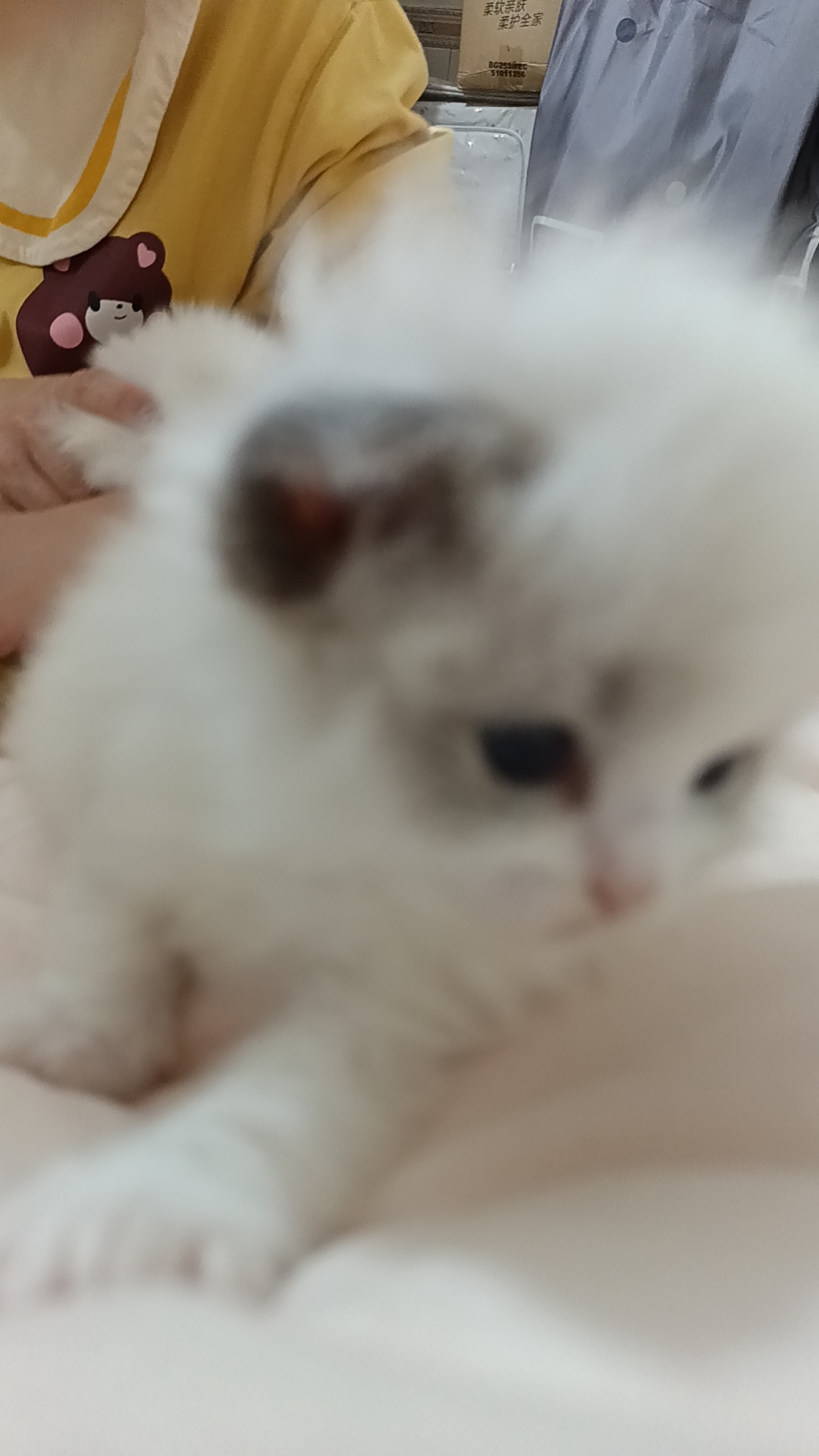 自己家养的新脸版布偶猫咪找主人了，弟弟妹妹都有哈！能吃能睡能陪玩！标价出